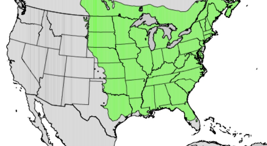 Range of American elm (green)