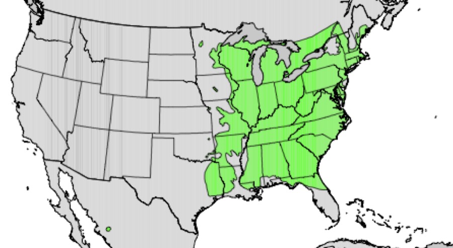 Range of American hornbeam (green)