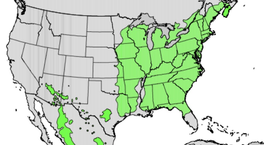 Range of black cherry (green)