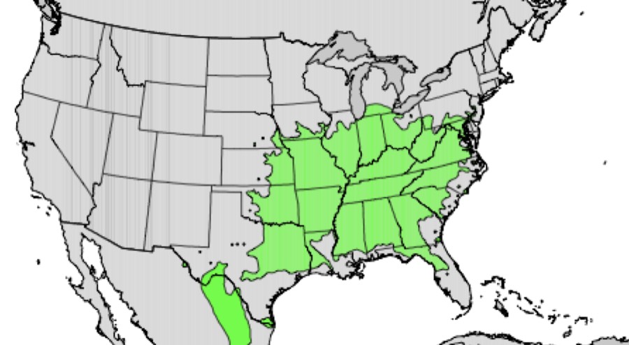 Range map of eastern redbud in the lower 48 states (green = where it grows)