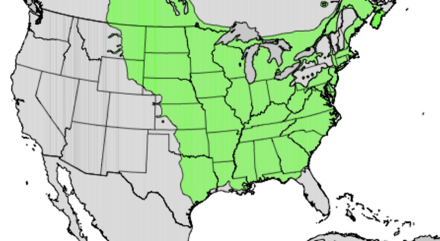 Range of green ash (green)