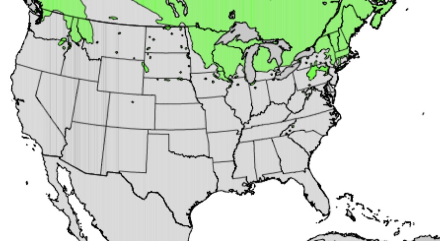 Range of paper birch (green)