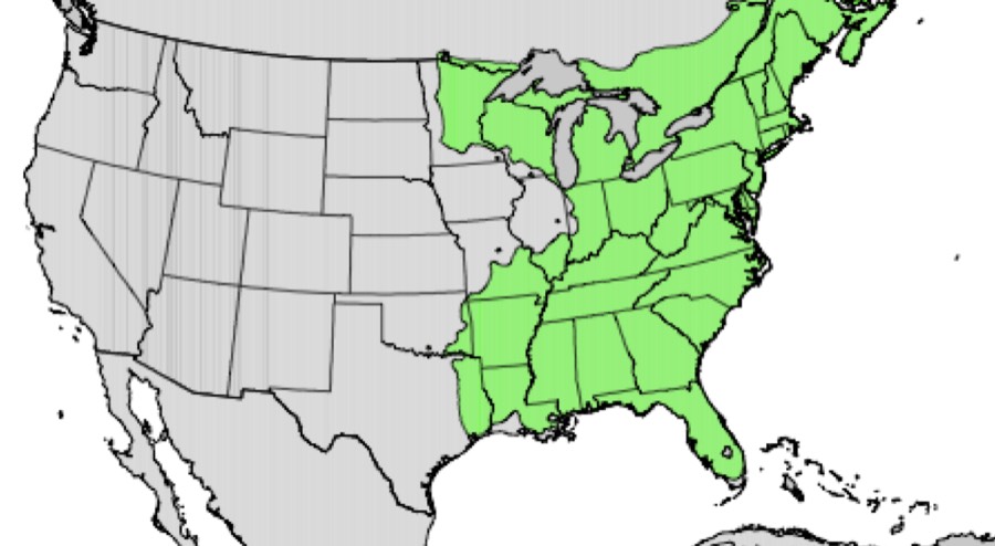 Range map of red maple in the lower 48 states (green = where it grows)