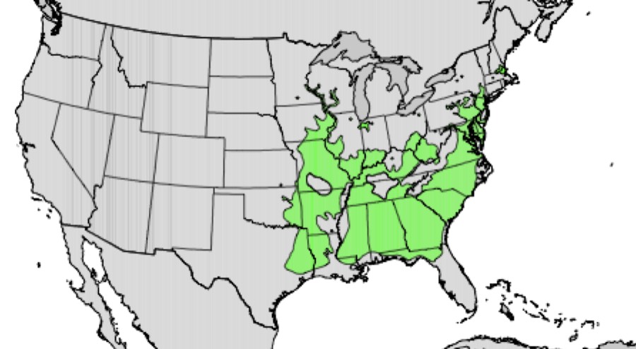 Range of river birch (green)