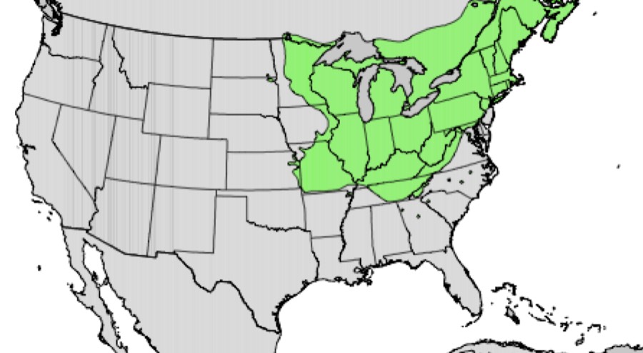 Range map of sugar maple in the lower 48 states (green = where it grows)