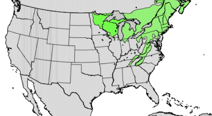 Range of yellow birch (green)